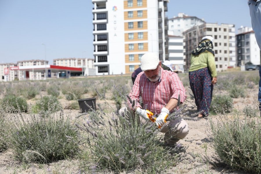 Başkan Çolakbayrakdar: "şehri Renklendiren Lavanta Bahçesinin Sayısını Artıracağız"