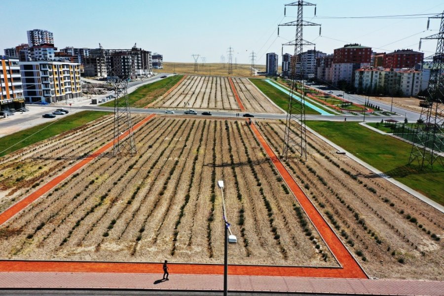 Başkan Çolakbayrakdar: "şehri Renklendiren Lavanta Bahçesinin Sayısını Artıracağız"