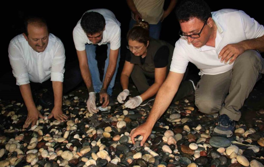 200 Bin Yavru Buradan Çıkıyor: Deniz Kaplumbağaları Akdeniz’le Buluşuyor