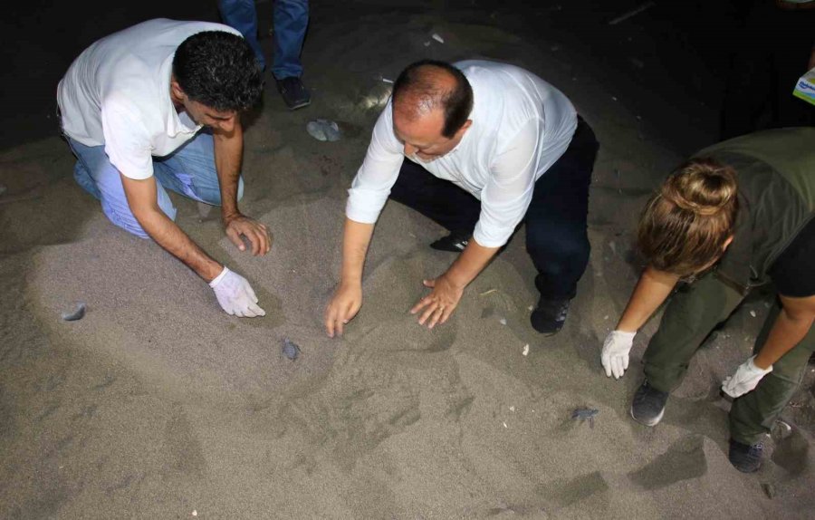 200 Bin Yavru Buradan Çıkıyor: Deniz Kaplumbağaları Akdeniz’le Buluşuyor