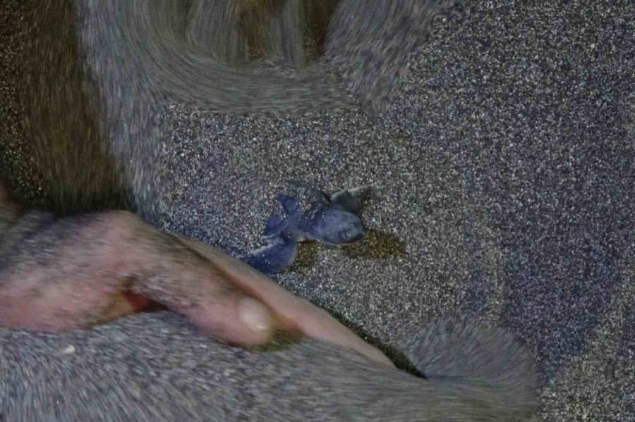 200 Bin Yavru Buradan Çıkıyor: Deniz Kaplumbağaları Akdeniz’le Buluşuyor