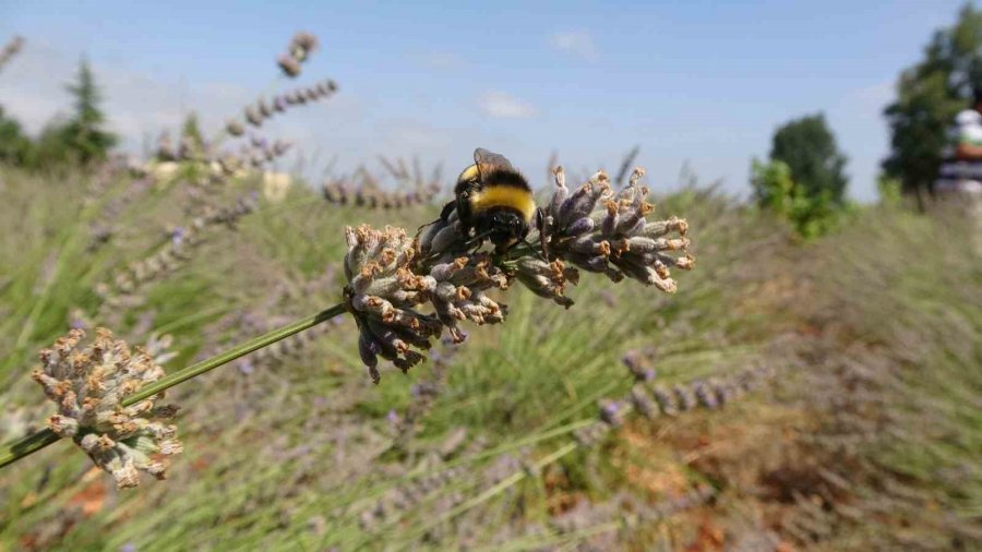 Su Kullanmadan Atıl Arazisini Gelir Kapısı Yaptı, Yetmedi Köyünü De Tanıtıyor
