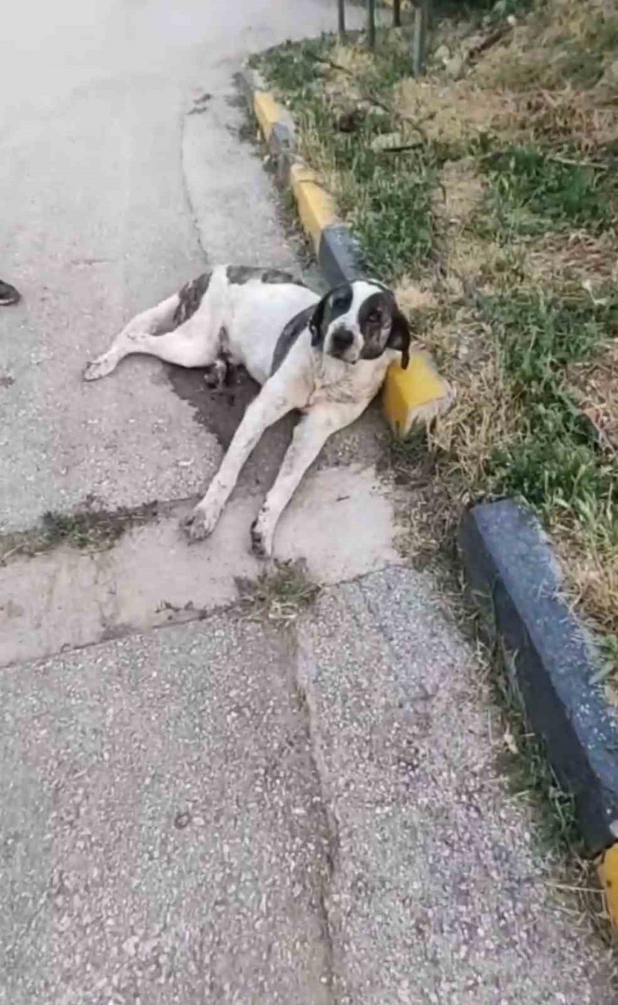 Arka Ayakları Felç Olan Köpek, Hayvanseverler Tarafından Ayağa Kaldırıldı