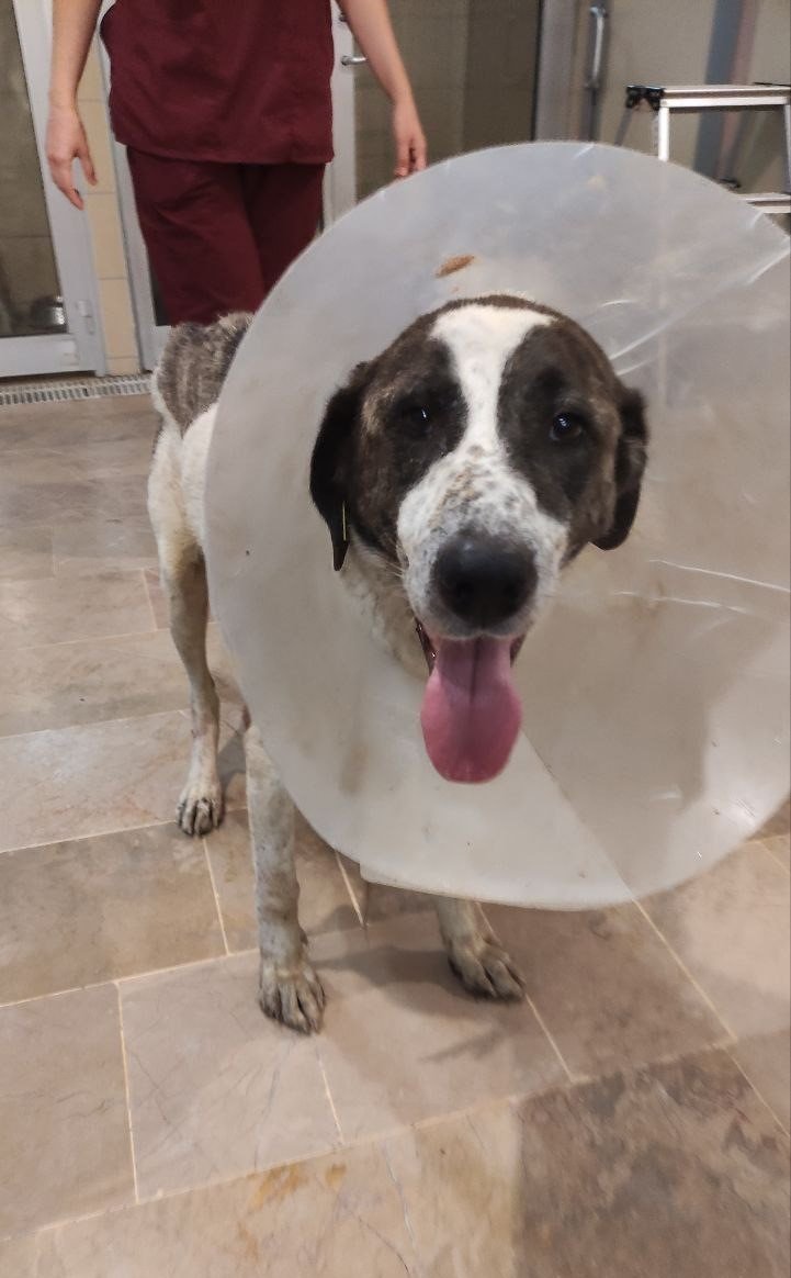 Arka Ayakları Felç Olan Köpek, Hayvanseverler Tarafından Ayağa Kaldırıldı