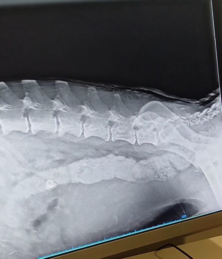 Arka Ayakları Felç Olan Köpek, Hayvanseverler Tarafından Ayağa Kaldırıldı