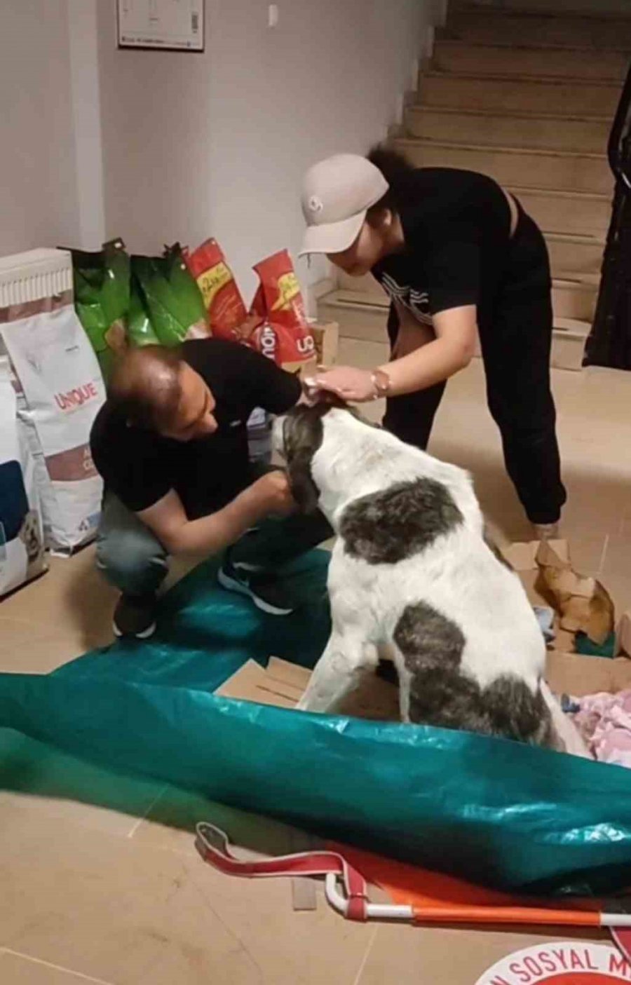 Arka Ayakları Felç Olan Köpek, Hayvanseverler Tarafından Ayağa Kaldırıldı