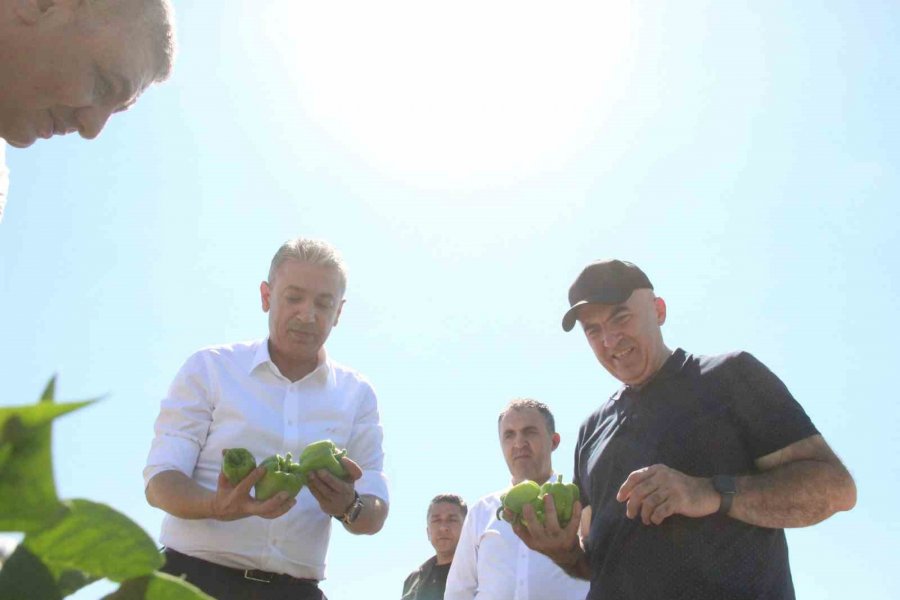 Karaman’da Sebze Üretimi Artıyor