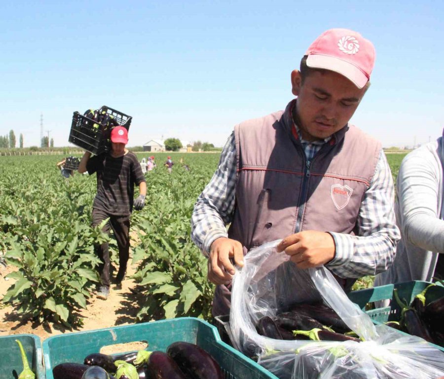 Karaman’da Sebze Üretimi Artıyor