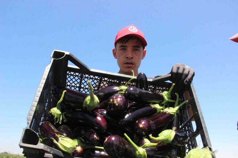 Karaman’da Sebze Üretimi Artıyor
