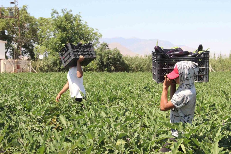 Karaman’da Sebze Üretimi Artıyor