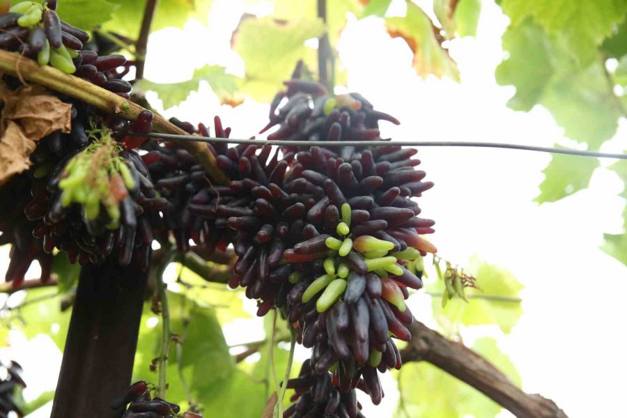 13 Ülkeden 450 Çeşit Üzüm Aynı Bölgede Yetişiyor
