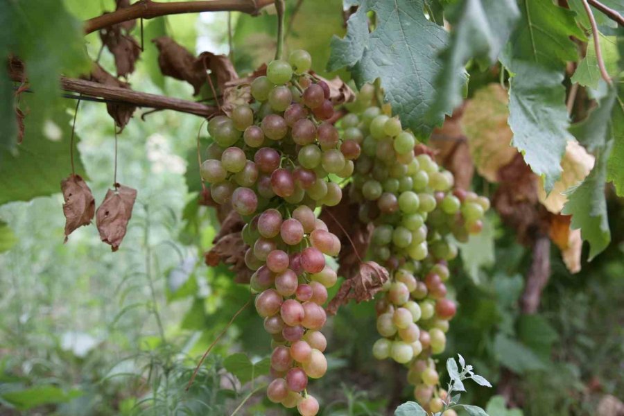 13 Ülkeden 450 Çeşit Üzüm Aynı Bölgede Yetişiyor