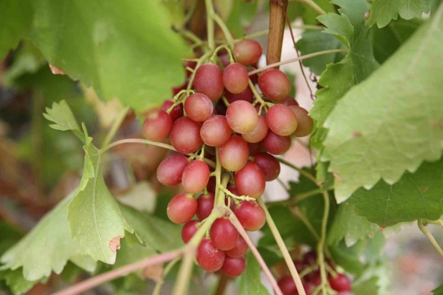 13 Ülkeden 450 Çeşit Üzüm Aynı Bölgede Yetişiyor