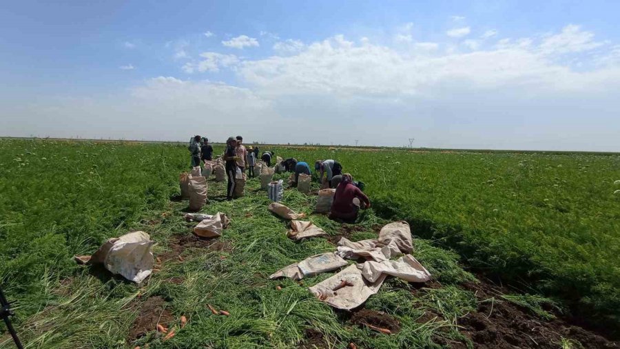 Ekmek Paraları İçin 40 Derecede Tarlada Mesai Yapıyorlar