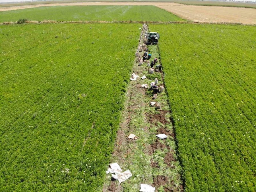 Ekmek Paraları İçin 40 Derecede Tarlada Mesai Yapıyorlar