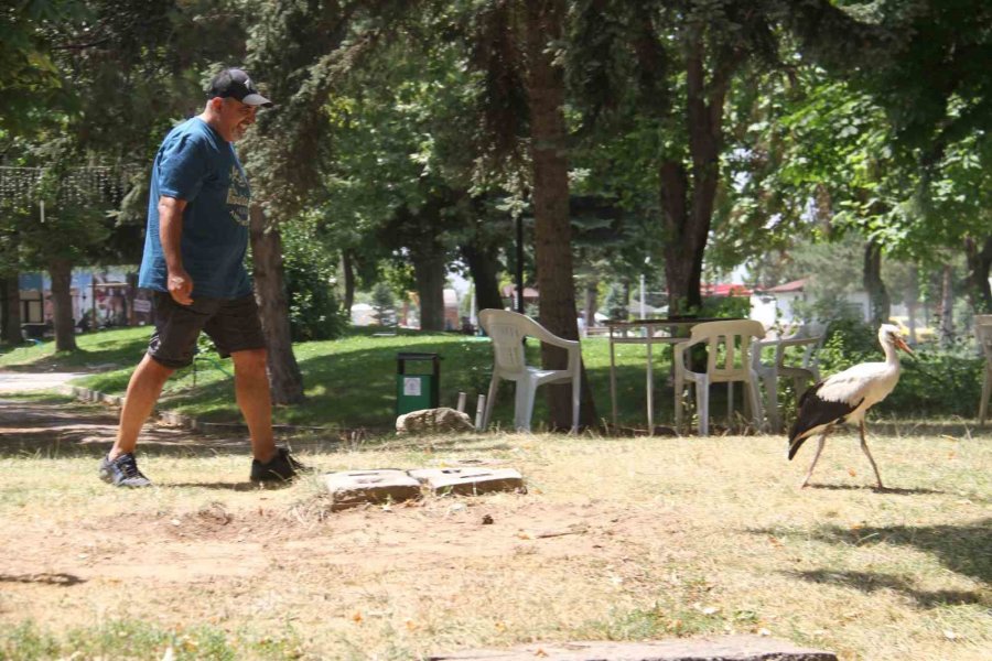 Konya’da İnsanlardan Kaçmadan Gezinen Yavru Leylek Parkın Maskotu Oldu