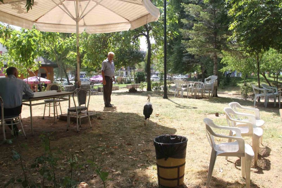 Konya’da İnsanlardan Kaçmadan Gezinen Yavru Leylek Parkın Maskotu Oldu
