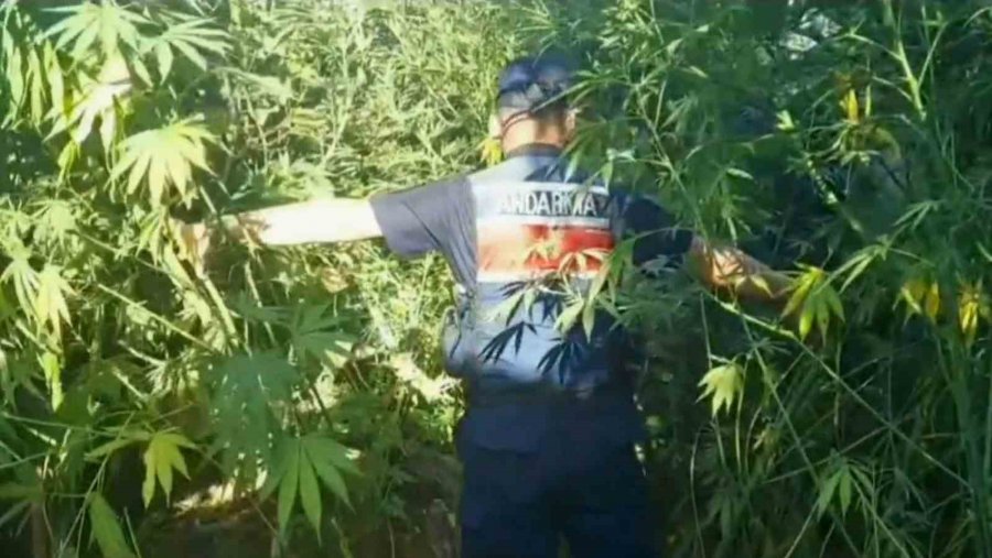 Jandarmadan Uyuşturucu Operasyonu: 1 Tutuklama