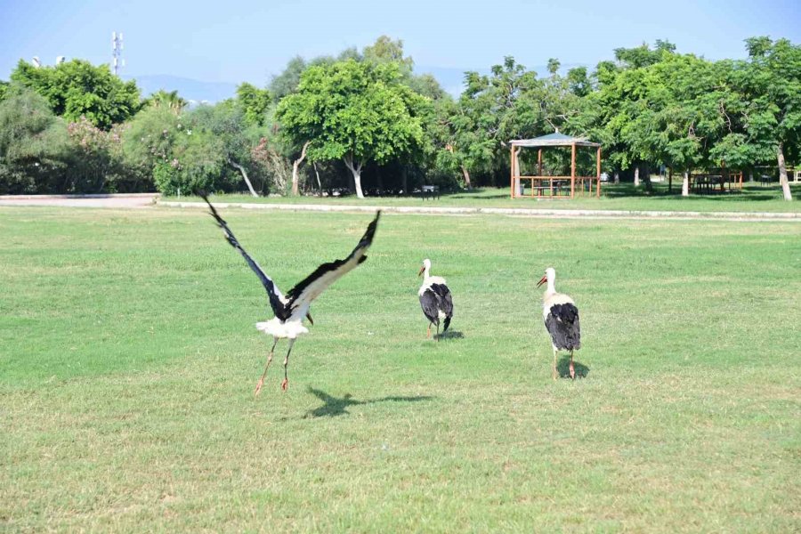 Annelerinin Plastik Atıklarla Beslediği Yavru Leyleklerin Rehabilitasyonu Tamamlandı