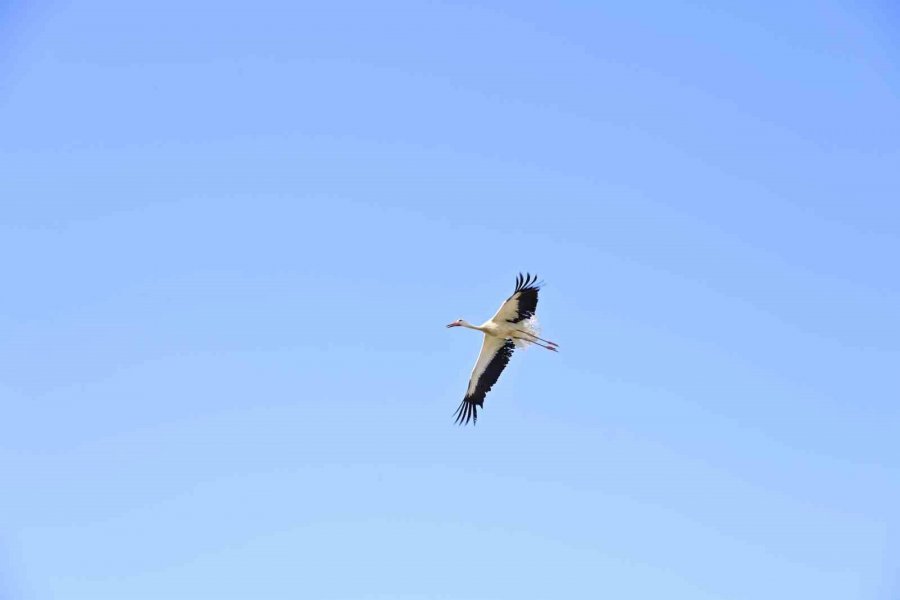 Annelerinin Plastik Atıklarla Beslediği Yavru Leyleklerin Rehabilitasyonu Tamamlandı