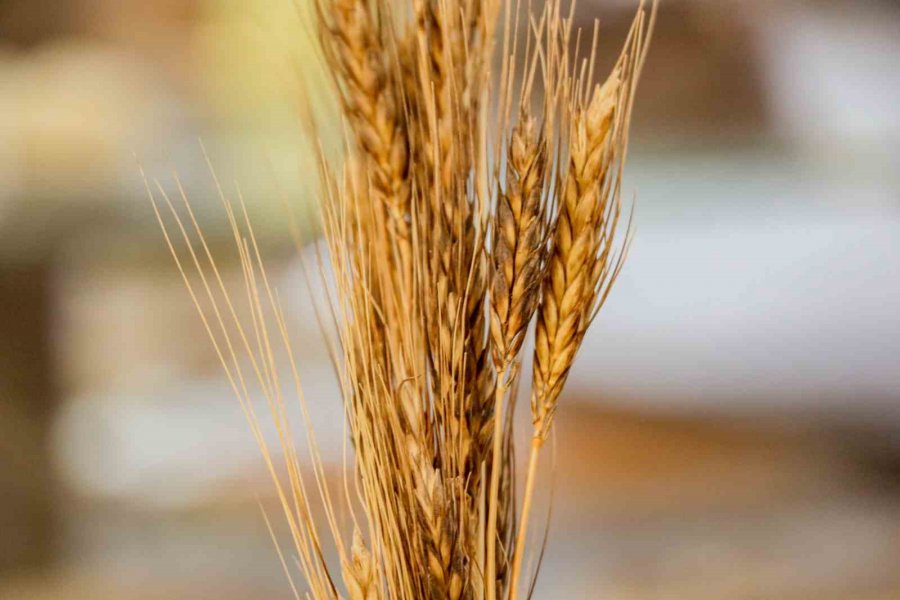 Sağlıklı Beslenme İçin Ata Tohumundan Üretilen Karakılçık Buğdayı Sofralarda
