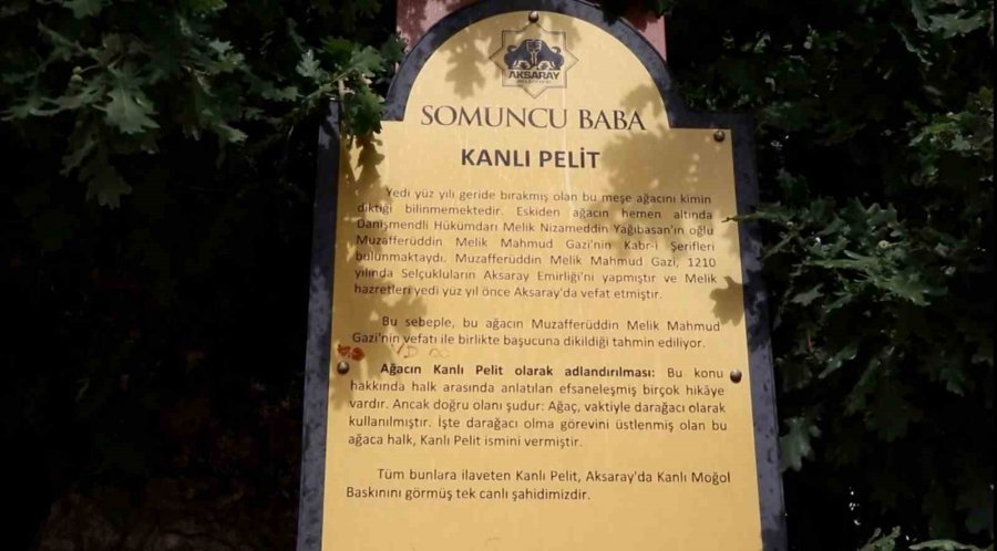 Aksaray’daki 700 Yıllık ‘kanlı Pelit’ Kanlı Moğol Baskınının Tek Canlı Şahidi