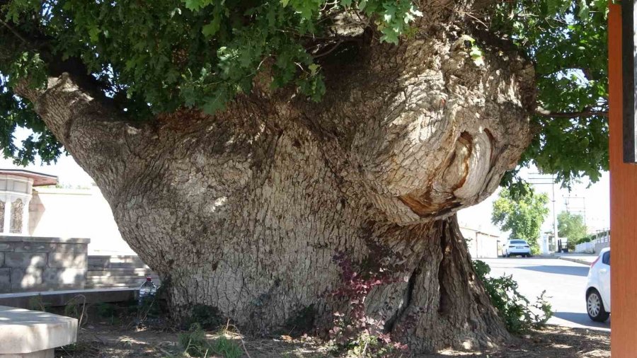 Aksaray’daki 700 Yıllık ‘kanlı Pelit’ Kanlı Moğol Baskınının Tek Canlı Şahidi