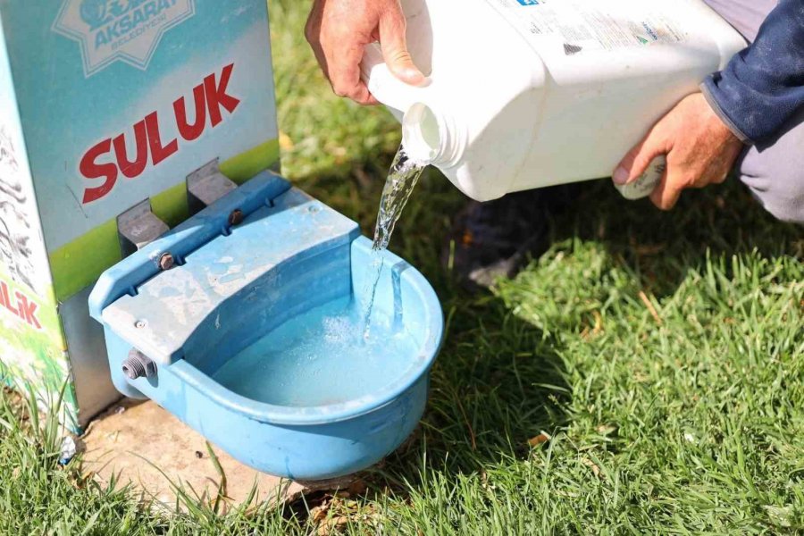Aksaray Belediyesi Aşırı Sıcaklarda Can Dostlarını Unutmadı