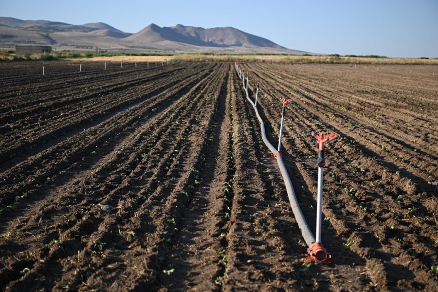 Genç Çiftçiler Erciyes’in Eteğinde Marul Üretiyor