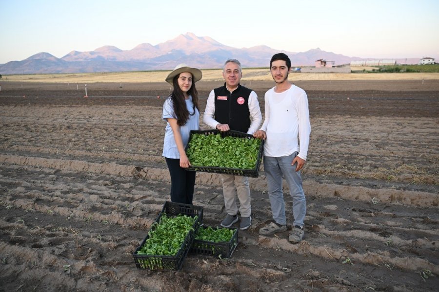 Genç Çiftçiler Erciyes’in Eteğinde Marul Üretiyor