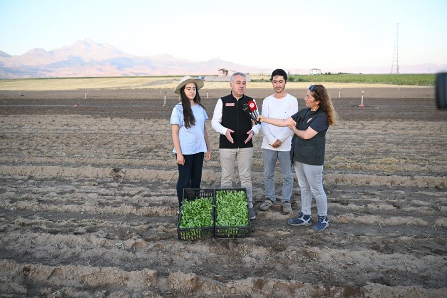 Genç Çiftçiler Erciyes’in Eteğinde Marul Üretiyor