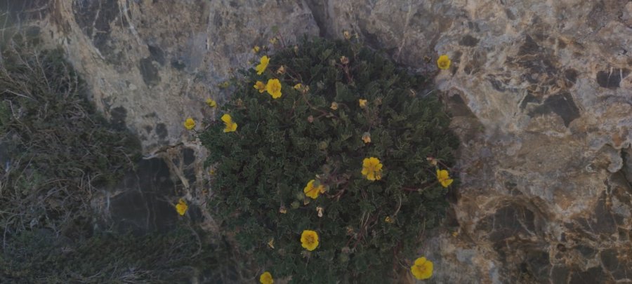 Bu Çiçek Dünyada Sadece Aladağlar Çevresinde Görülüyor