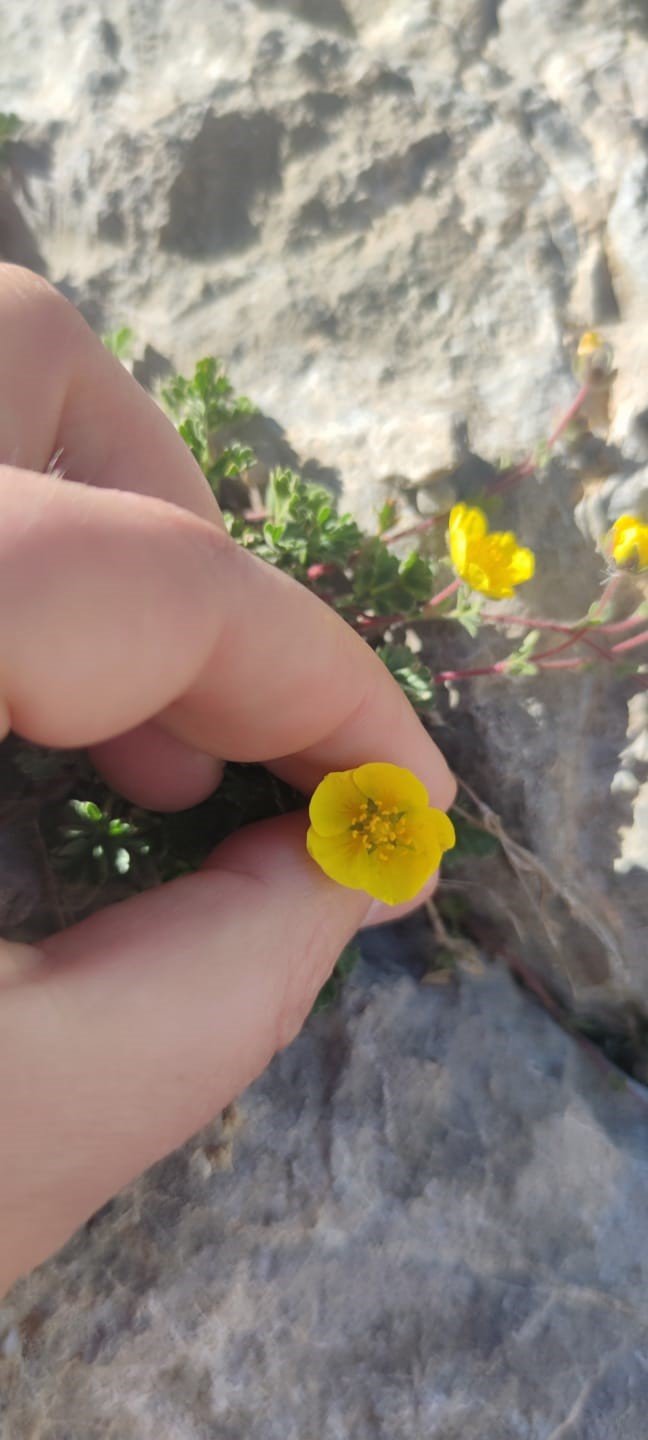 Bu Çiçek Dünyada Sadece Aladağlar Çevresinde Görülüyor