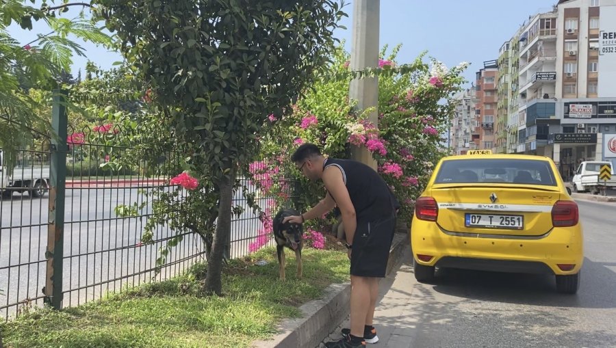 Kara Yoluna Çıkan Köpek Trafiği Birbirine Kattı, Sürücüleri Peşinden Koşturdu