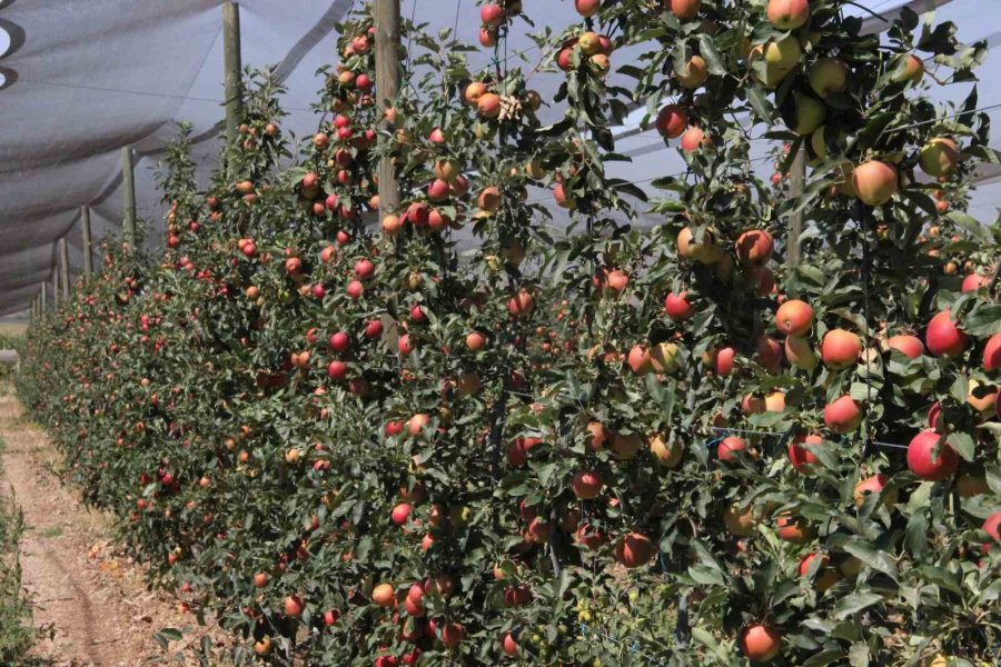 Türkiye’nin Elma Deposu Karaman’da 55 Gün Sürecek Olan Elma Hasadı Başladı