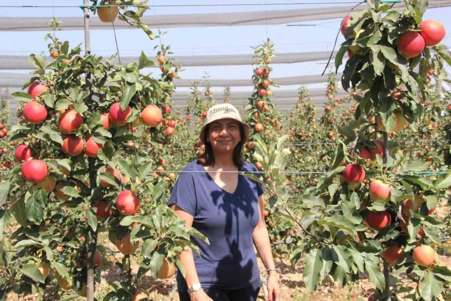 Türkiye’nin Elma Deposu Karaman’da 55 Gün Sürecek Olan Elma Hasadı Başladı