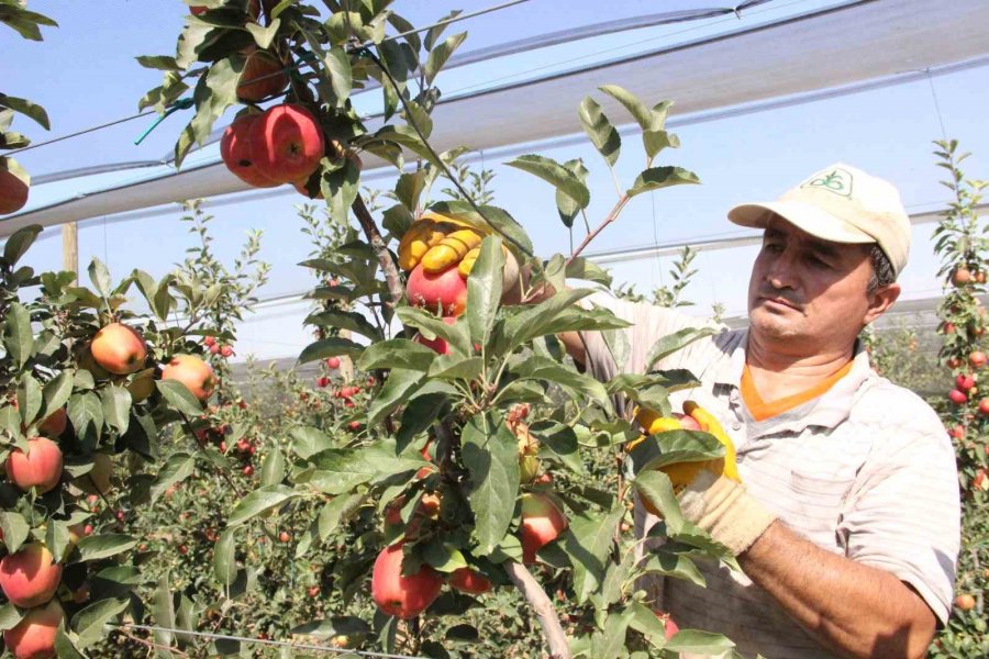 Türkiye’nin Elma Deposu Karaman’da 55 Gün Sürecek Olan Elma Hasadı Başladı