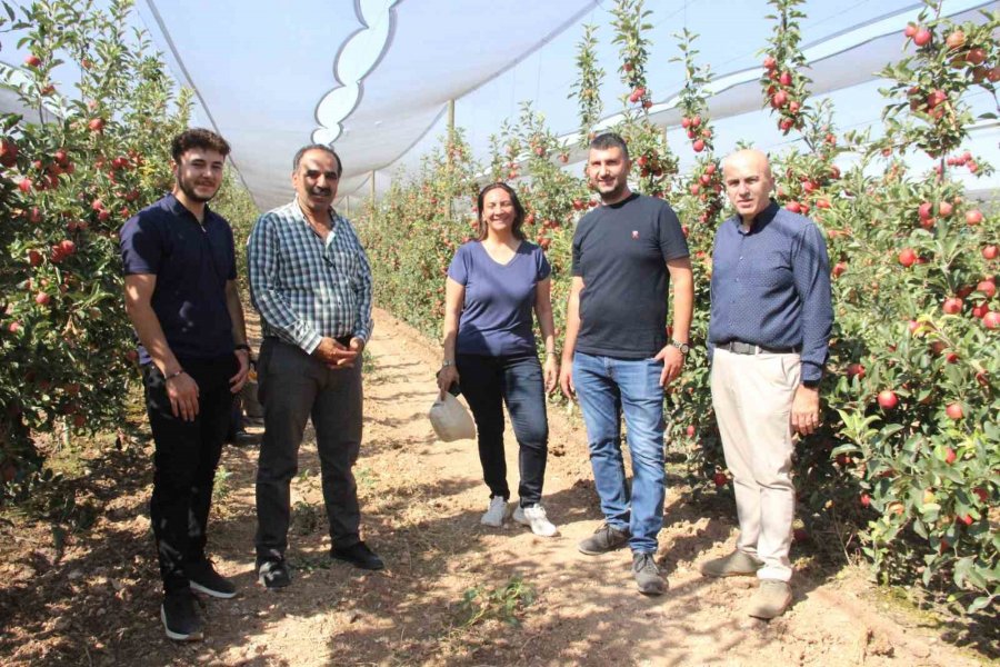 Türkiye’nin Elma Deposu Karaman’da 55 Gün Sürecek Olan Elma Hasadı Başladı