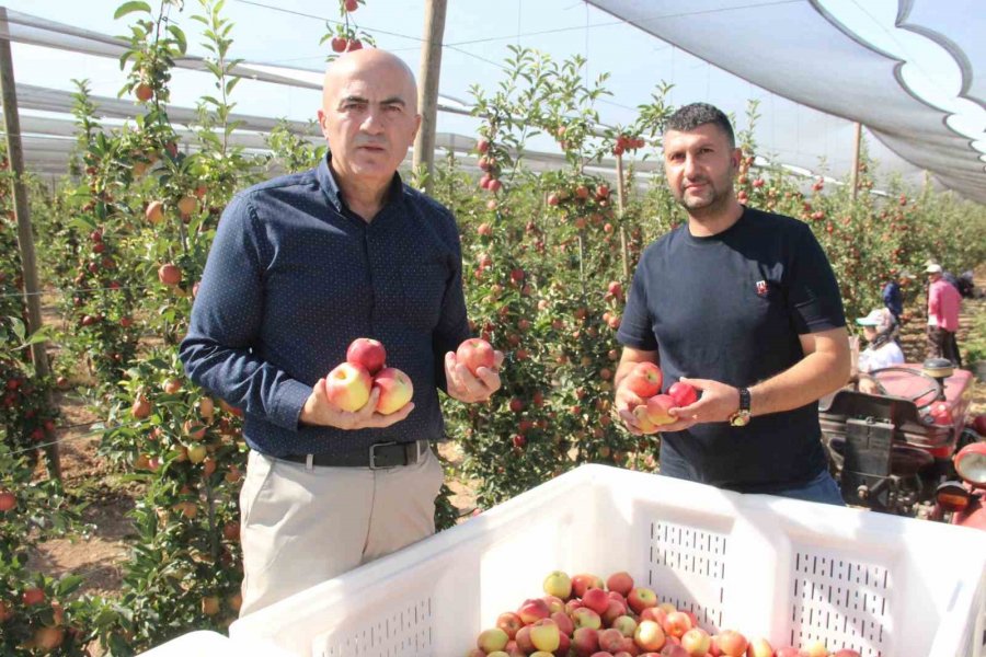 Türkiye’nin Elma Deposu Karaman’da 55 Gün Sürecek Olan Elma Hasadı Başladı