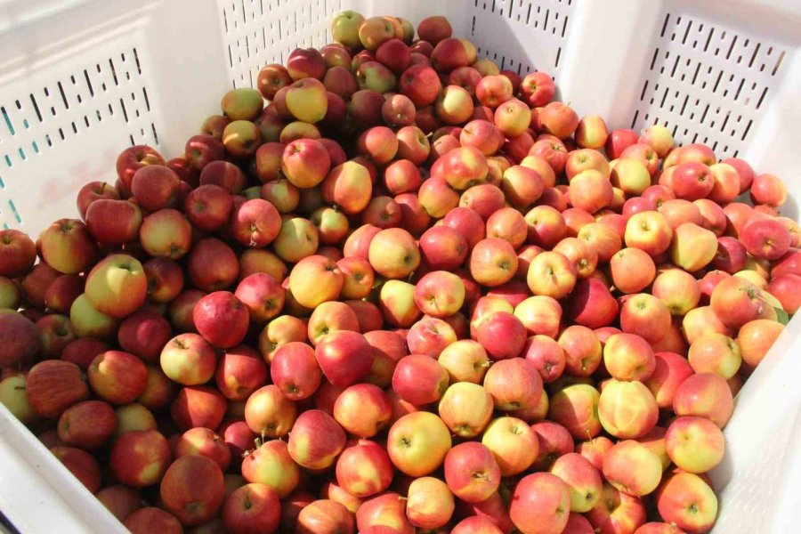 Türkiye’nin Elma Deposu Karaman’da 55 Gün Sürecek Olan Elma Hasadı Başladı