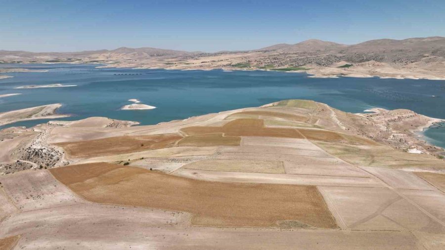 Kayseri’de Aspir Hasadı Başladı