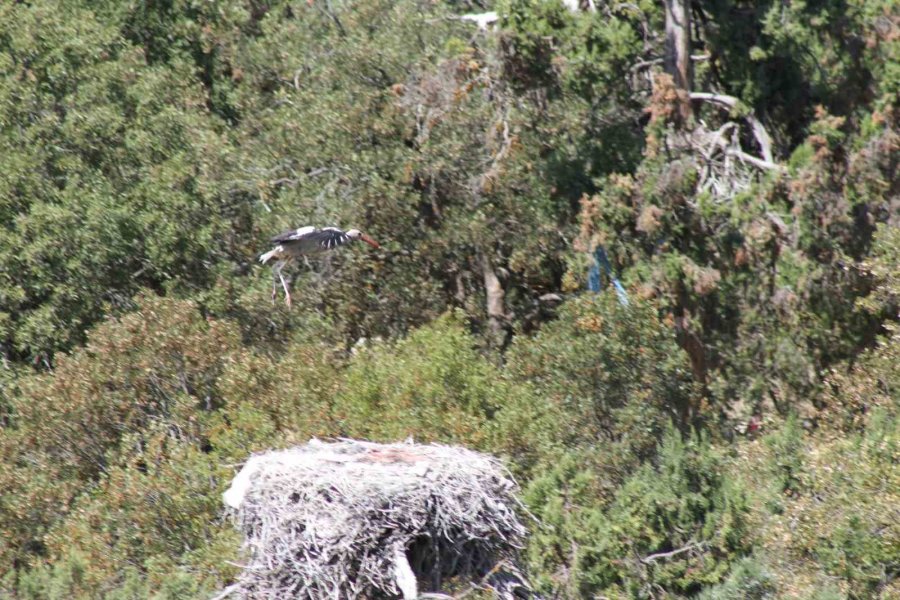 Konya’da Leyleklerin Mekanları Sessizliğe Büründü