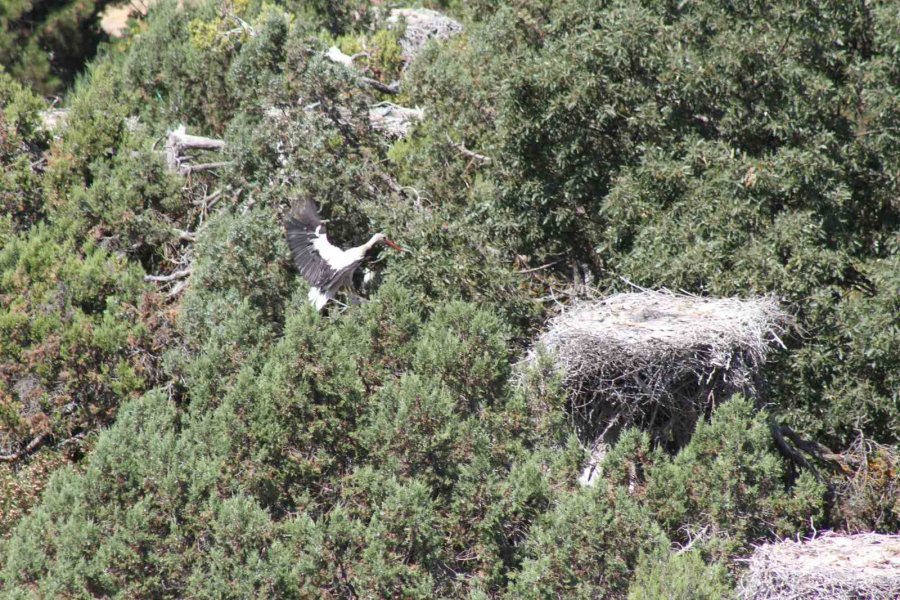 Konya’da Leyleklerin Mekanları Sessizliğe Büründü