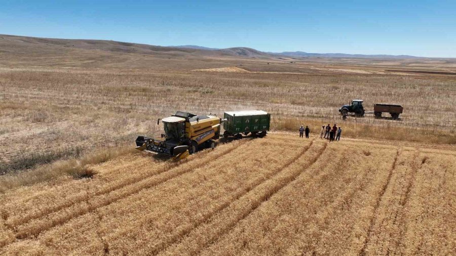 Kayseri’de Yazlık Buğday Üretimi Geleneği Sürüyor