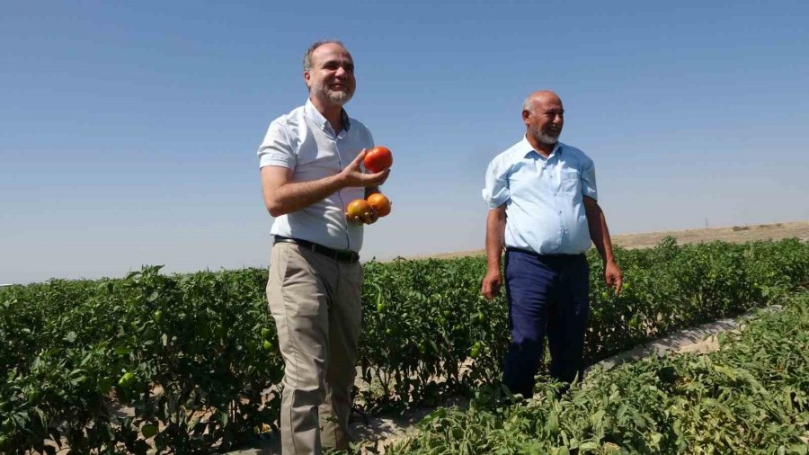 Besi Çiftliği Değil Üniversite