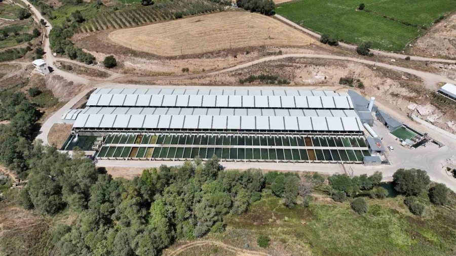 Denizi Olmayan Kayseri’de 250 Milyon Alabalık Yavrusu Üretiliyor
