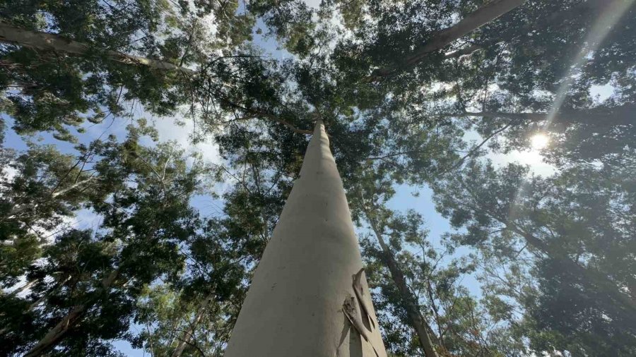 Sıtmadan İnsanların Öldüğü Bataklık Artık Ülke Ekonomisine Can Veriyor