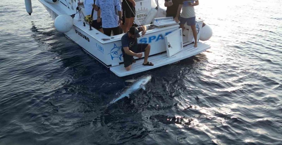 80 Kilogramlık Mavi Orkinosa Hayat Öpücüğü