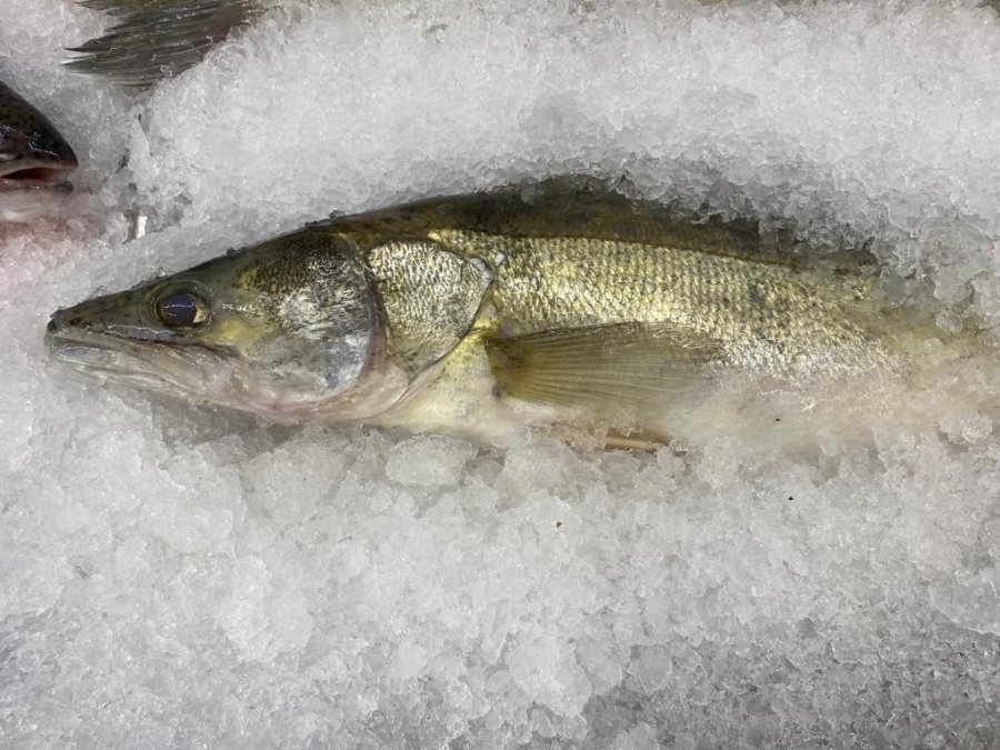 Balıkçılar Yeni Sezondan Umutlu
