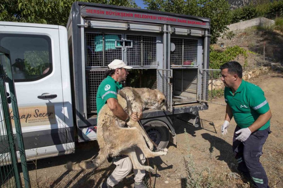 Kaşlı Bakımevi Personeline Hayvanlara Yaklaşım Ve Beden Dili Eğitimi Veriliyor
